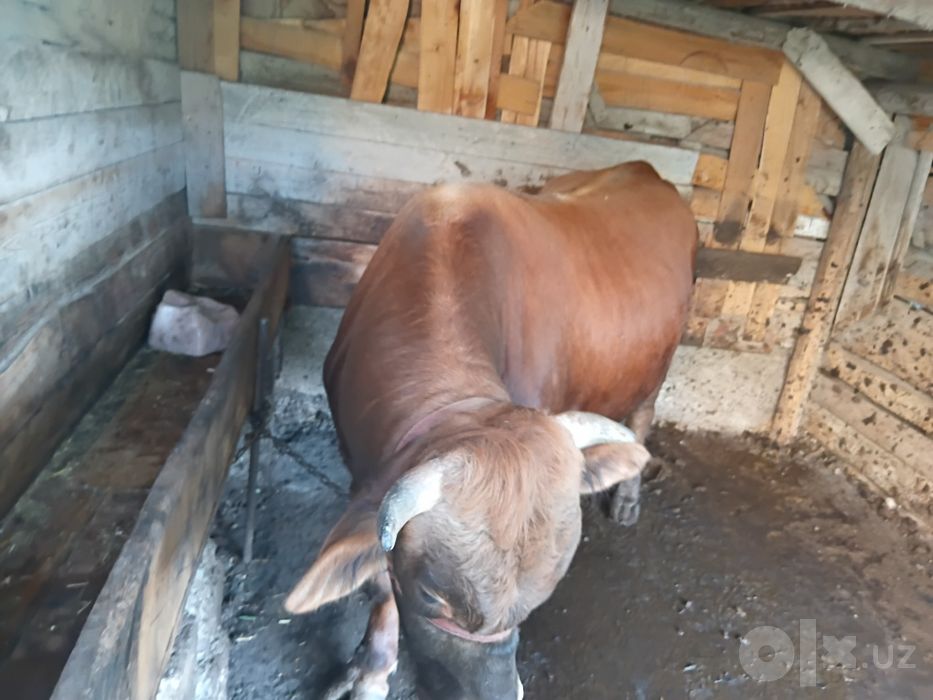 Хукиз сотилади срочно