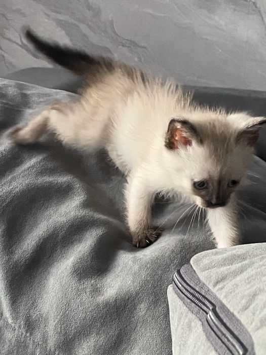 Котенок в добрые руки