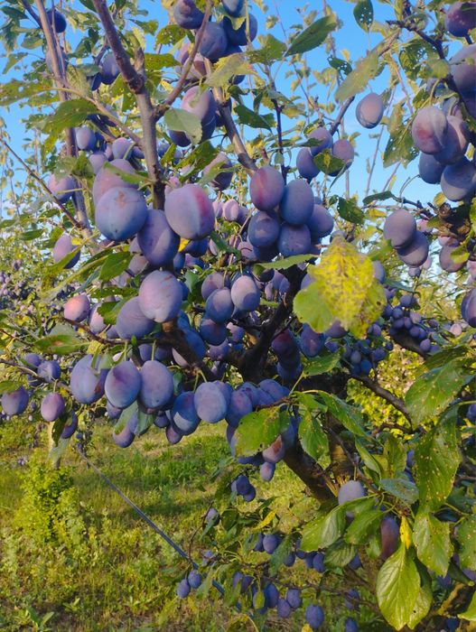 Prune pentru tuica