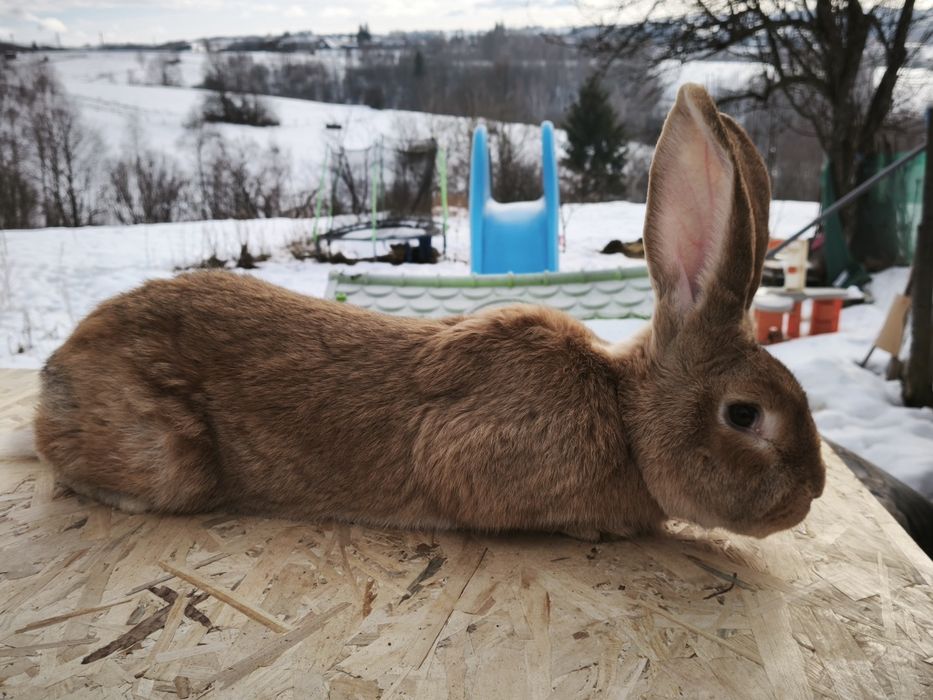 Mascul uriaș german galben