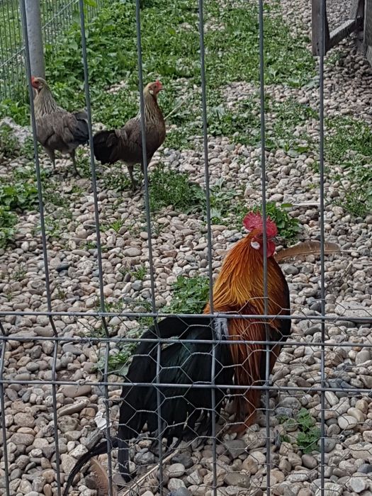 Phoenix cocosi tineri