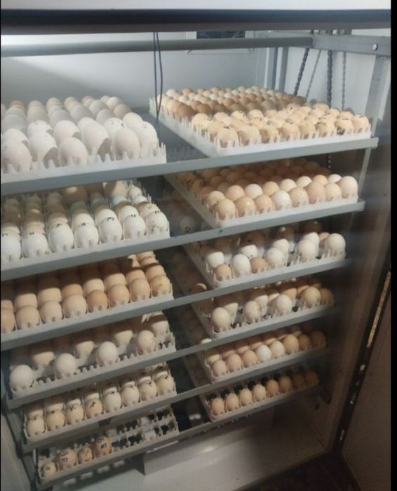 İshonchni inkubator xizmati