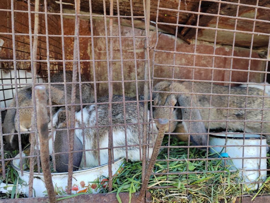 Vând pui de iepuri berbec german