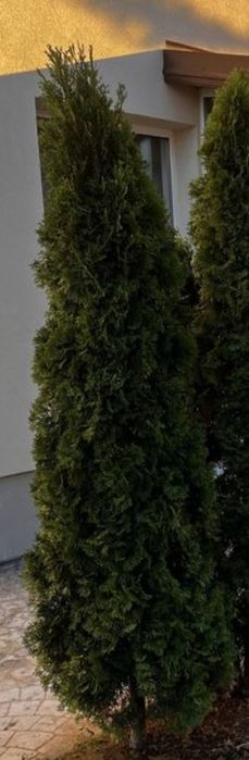 Туя смарагд 2.5 метра