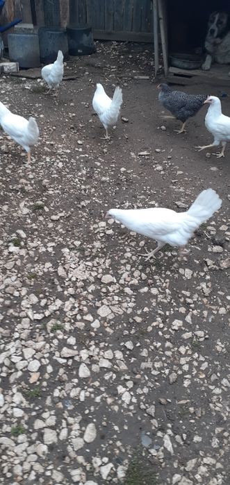 Puicuțe porumbac,negre,