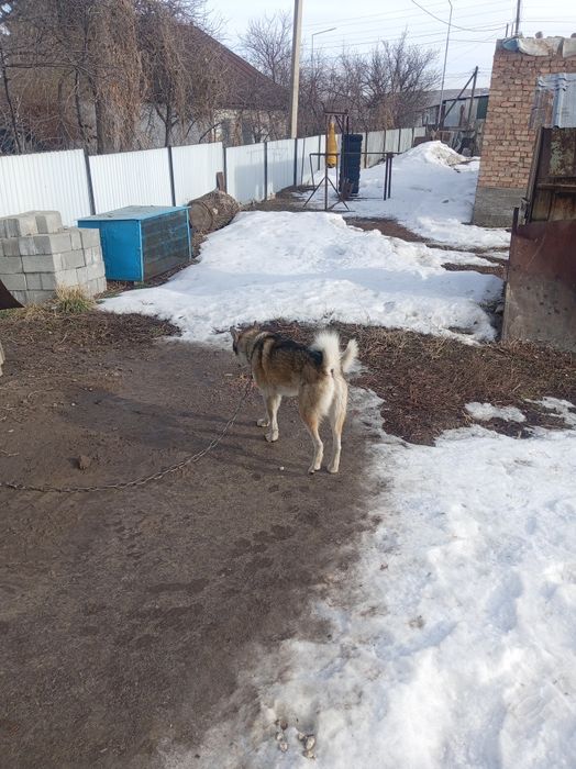 Продам Продам Продам