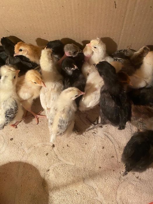 Уй тауык балапандары