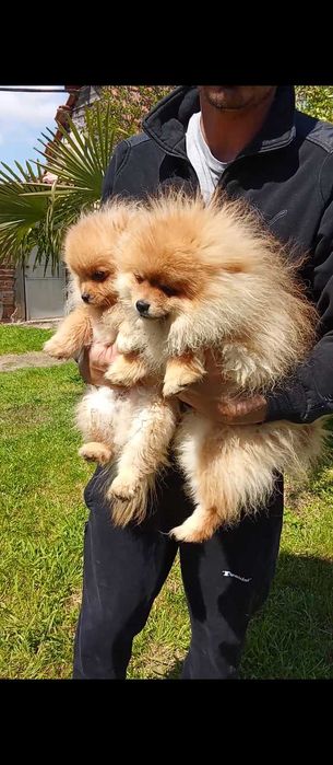 Продавам померани