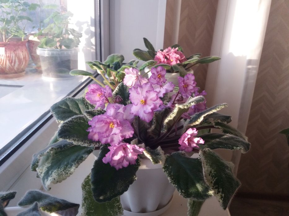 Фиалки сортовые разные