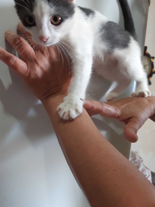 Котенок в добрые руки