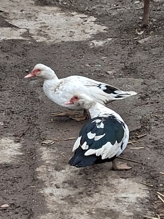 Rate mute de vânzare