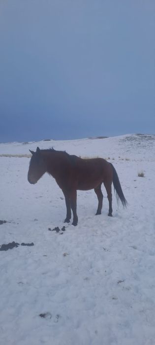 Продается очень мощный жеребец.  Порода жабы.