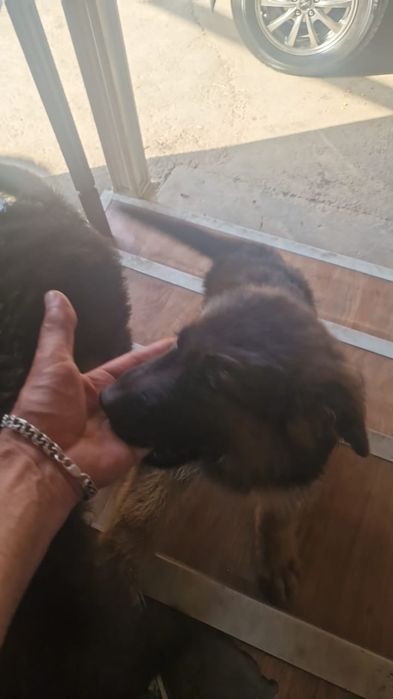 Немецкая овчарка