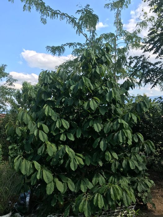 Индиански банан, Асимина трилоба, Asimina triloba,семена и растения