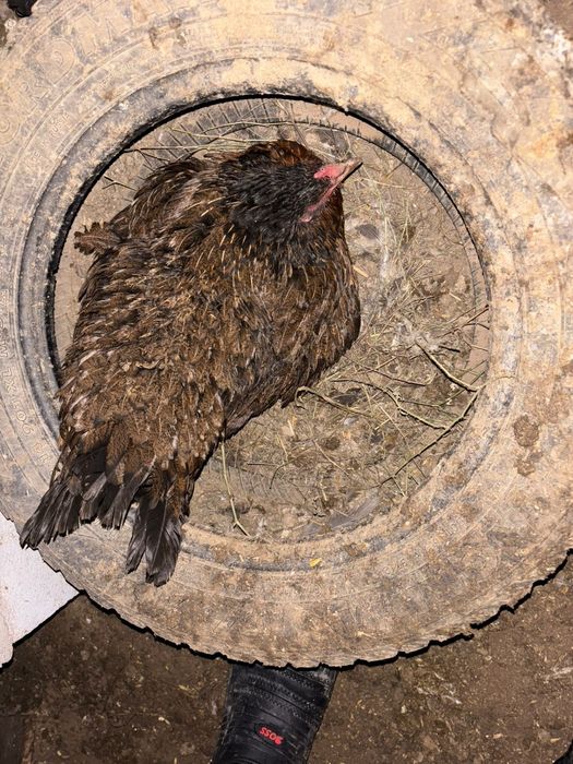 Күрік тауық сатылады