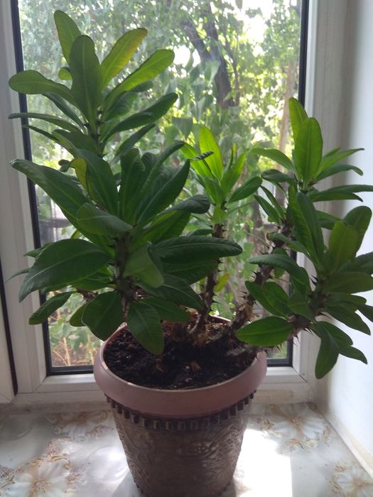 Комнатные растения