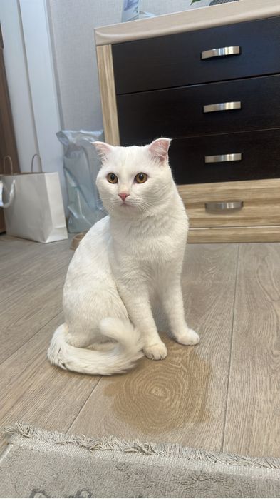 Кот подросток бесплатно