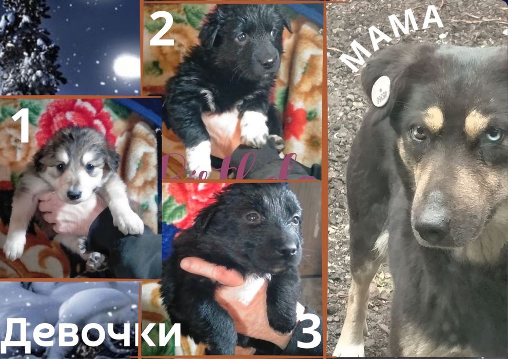 Отдам щенят в хорошие руки