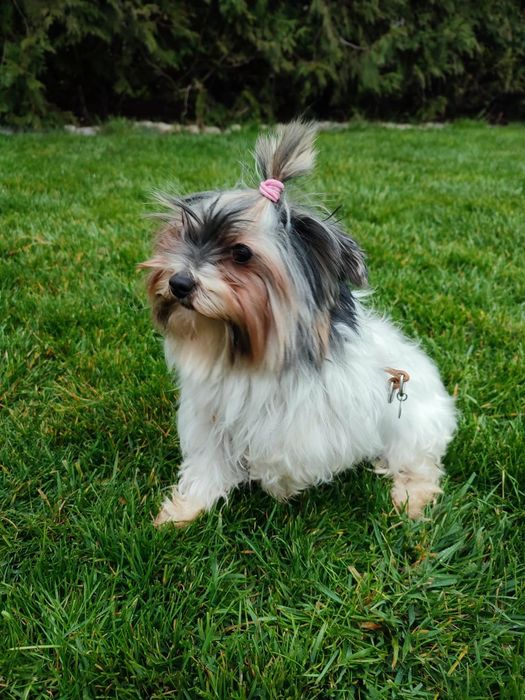 Йоркширски териер-Бивер