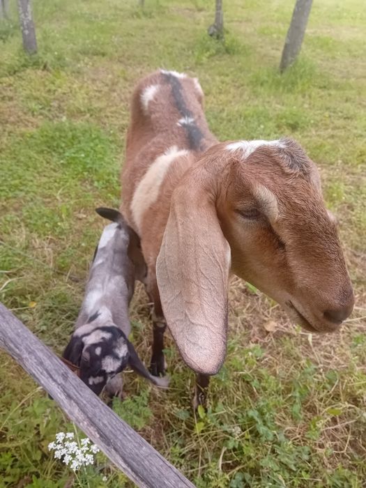 Vând capră metis de nubian cu ied