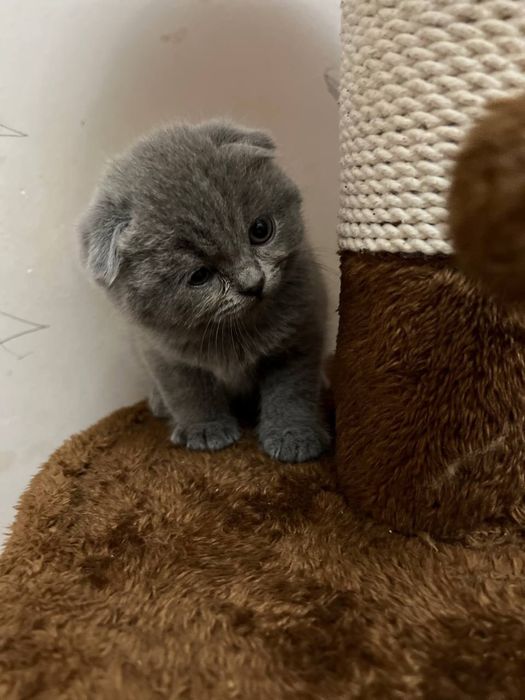 мушуклар сотилади