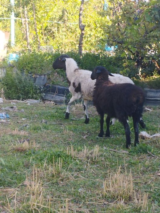 Бараны мереносцы