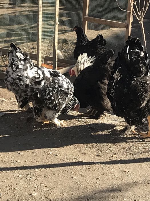 Brama tuximlariga zakaz olamiz