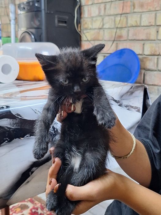 Отдам котят бесплатно