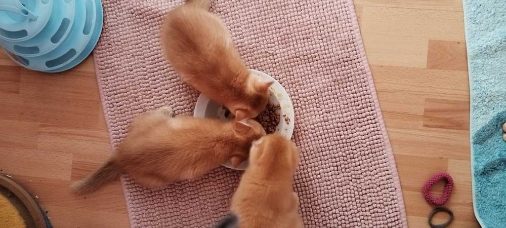 Златни чинчили шотландски котенца