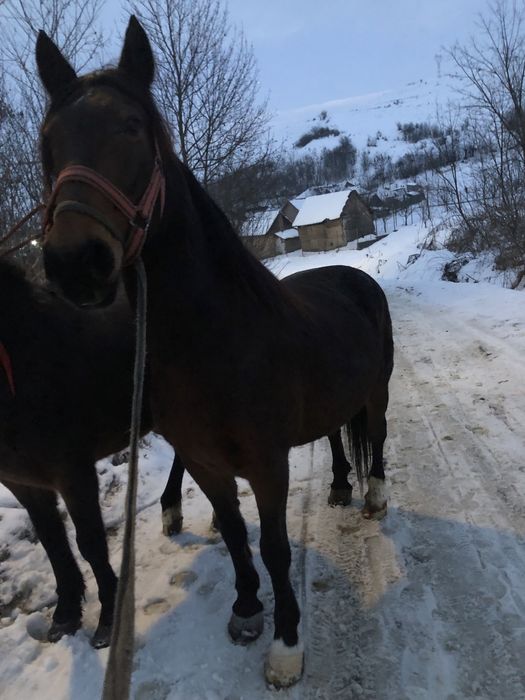 De vanzare iapa de 7 ani