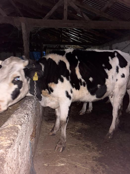 Bălțata cu negru Românesc