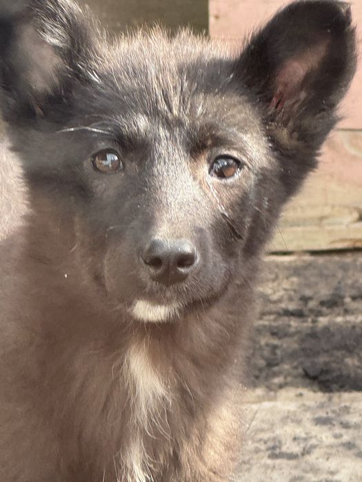 Отдам щенков помесь с овчаркой