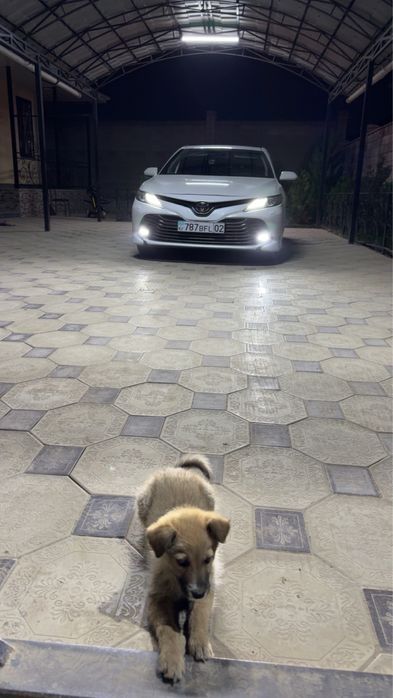 Отдам щенка девочку