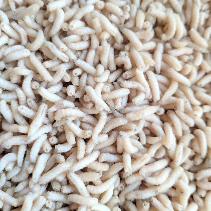 Черви Опарыш ,красный, белый.