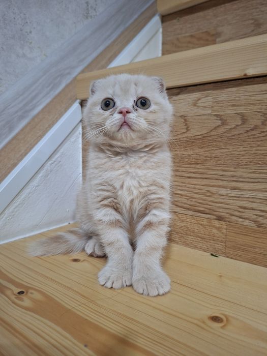 Шотландские скоттиш фолд