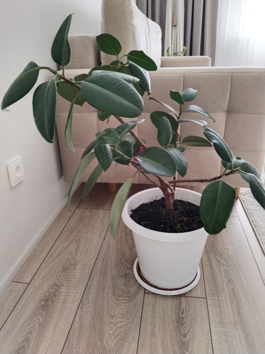 Продам домашние растения