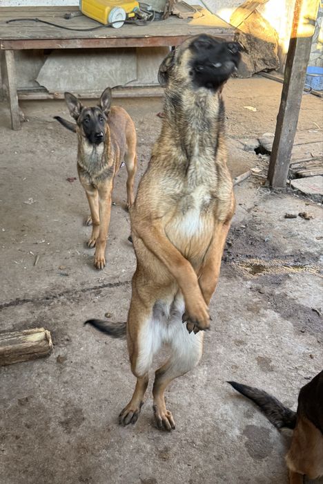 Кученца Белгийски овчарки