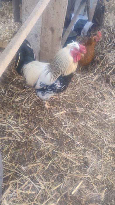 de vânzare păsări de curte