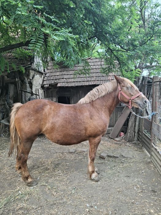 Vând iapă frumoasă și cuminte