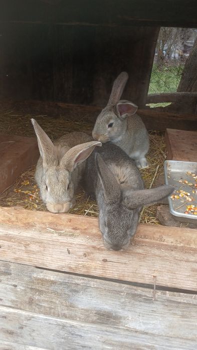 Vând iepuri Uriaș German