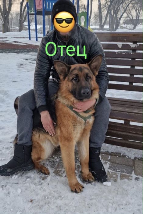 Щенки немецкой овчарки