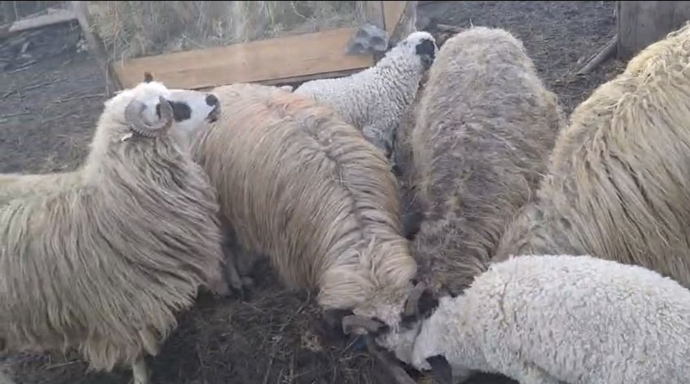 4 oi si 4 mieluțe  la prima fătare  11 milioane bucata bani  vechi