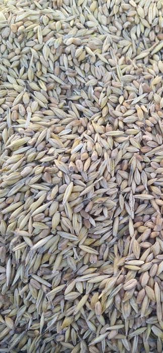 Продам Зерносмесь, дроблёнку.