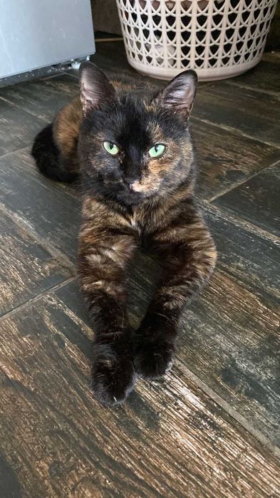 Отдам кошечку в добрые руки