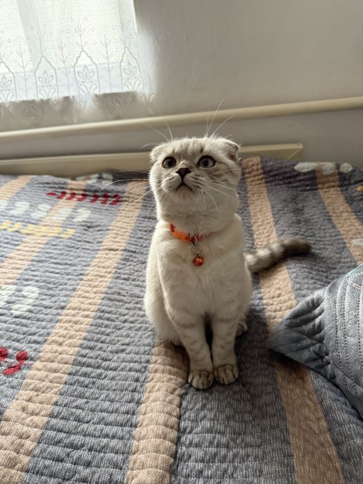 Кошка, Шотландский вислоухий