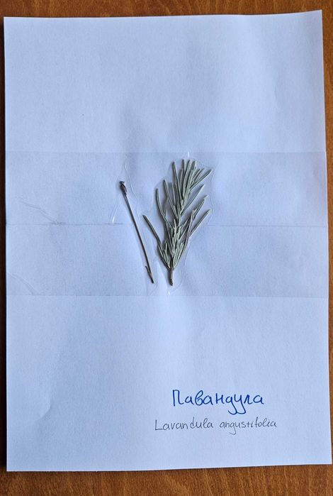 Хербарий ЛТУ - Фармакология