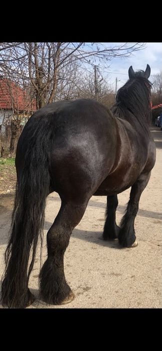 Iapa de vanzare de 6 ani