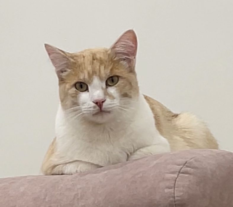 Собака кот кот кот