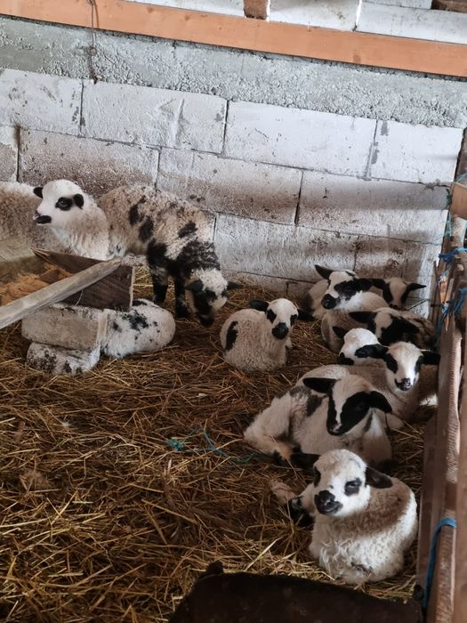 De vanzare oi cu mei