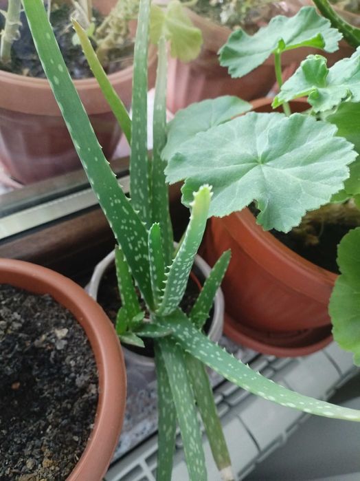 Налични жълти сансевиери, moonshine, cilindrica, Black moon, алое